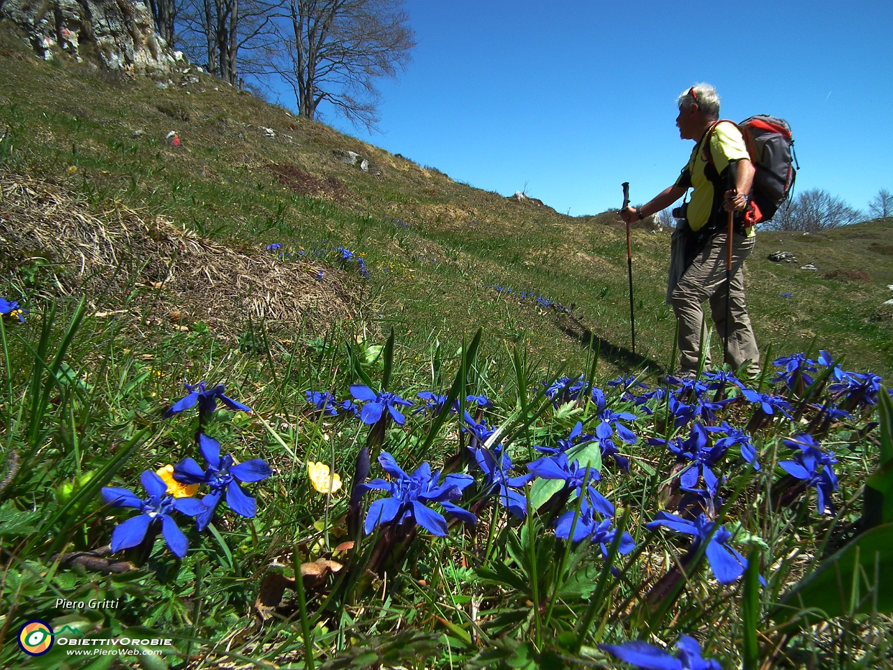 44 Gentiana verna - Genziana primaticcia.JPG